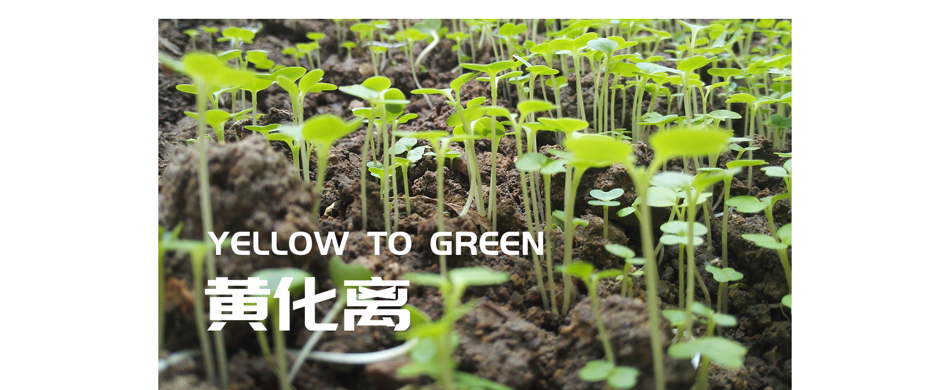 黄化离1_03.jpg